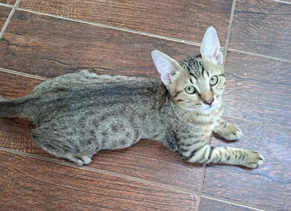 TIGER